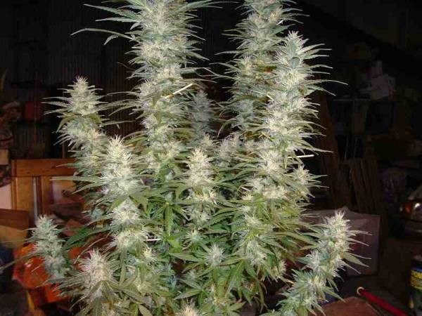 White Widow Cannabis Seeds - 5-seeds