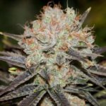Chocolate Haze Feminised Seeds - 3-seeds