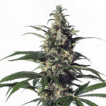Green Doctor (GD-1) Feminised Seeds - 3-seeds