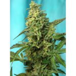 Green Poison FAST Version Feminised Seeds - 25-seeds