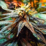 Mango Skunk Regular Seeds - 10-seeds