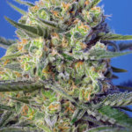 Crystal Candy F1 Fast Version Feminised Seeds - 5-seeds