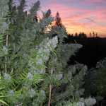 Walkabout Regular Seeds - 15-seeds