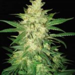 Colombian Gold Ryder Auto Feminised Seeds - 3-seeds