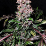 Blueberry Feminised Seeds - 10-seeds
