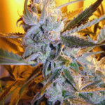 Heavens Haze Auto Regular Seeds - 8-seeds