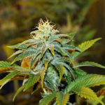 Girl Scout Crack Feminised Seeds - 3-seeds