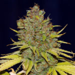Hash Plant CBD Feminised Seeds - 3-seeds