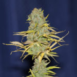 Power Africa FAST Feminised Seeds - 3-seeds
