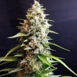 Maltezerz Feminised Seeds - 5-seeds