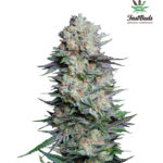 Mexican Airlines Auto Feminised Seeds - 3-seeds