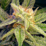 Blue Mystic Feminised Seeds - 5-seeds