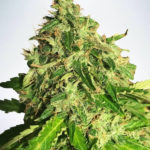 Cannabis Light CBD Feminised Seeds - 5-seeds