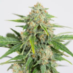 Dinamed CBD Auto Feminised Seeds - 3-seeds