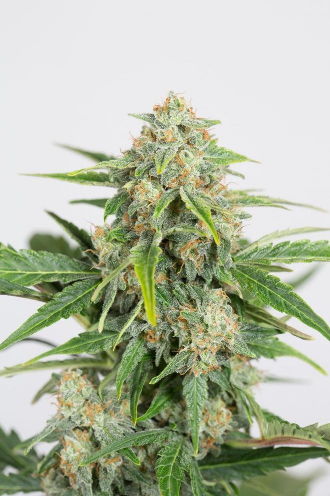 dinamed-cbd-auto-2