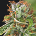 Double OG Haze Feminised Seeds - 3-seeds