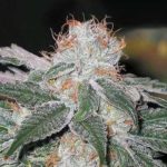 Dubble Bubble Feminised Seeds - 5-seeds