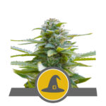 Exotic Witch Regular Seeds - 10-seeds