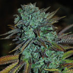 Expert Gorilla Feminised Seeds - 3-seeds