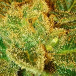 Holy Bubba Regular Seeds - 10-seeds