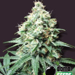 Kush Bomb Regular Seeds - 10-seeds