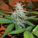 BC Lowryder #2 Auto Feminised Seeds - 10-seeds