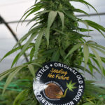 Mandarin Mimosa CBD Feminised Seeds - 5-seeds