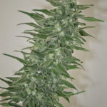 Rishi Kush Regular Seeds - 10-seeds
