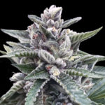 Kosher Sorbet Feminised Seeds (Sorbet Collection) - 3-seeds