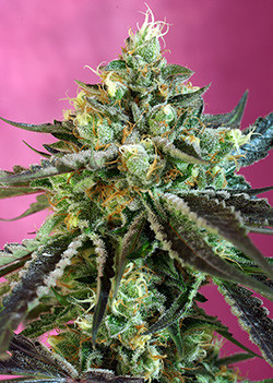 sweet_nurse_auto_r__sws59_p