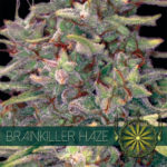 Brainkiller Haze Feminised Seeds - 3-seeds