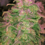 Hawaii Maui Waui Feminised Seeds - 5-seeds