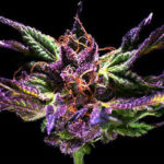 Grand Daddy Purple Feminised Seeds - 5-seeds