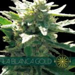 La Blanca Gold Feminised Seeds - 5-seeds