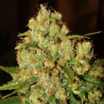 Master Kush Feminised Seeds - 5-seeds