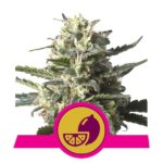 Lemon Shining Silver Haze Feminised Seeds - 5-seeds