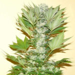 Misty Kush Feminised Seeds - 5-seeds