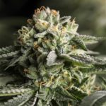 Remo Chemo Feminised Seeds - 5-seeds