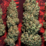 Satori Regular Seeds - 10-seeds