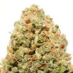 Strawberry Cake Feminised Seeds - 5-seeds
