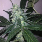 Swiss Cheese Auto Feminised Seeds - 5-seeds