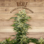 Nicole Feminised Seeds - 5-seeds