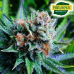 Blue Dream Feminised Seeds - 5-seeds