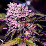 Gelato Feminised Seeds - 5-seeds