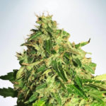 Cannabis Light CBD Auto Feminised Seeds - 5-seeds