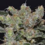 Zen Feminised Seeds - 10-seeds