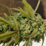 Gorilla Glue #4 SFV OG Feminised Seeds - 5-seeds