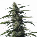 Txaki (TX - 1) Feminised Seeds - 5-seeds