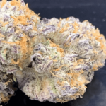 G.O.S. Ltd. Edition Regular Seeds - 10-seeds