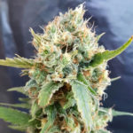 Nicole Kush Feminised Seeds - 5-seeds